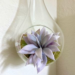 Hanging Glass Plater with Plant